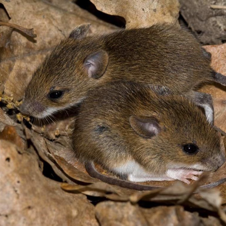 Уничтожения мышей в частном доме в Усть-Каменогорске?