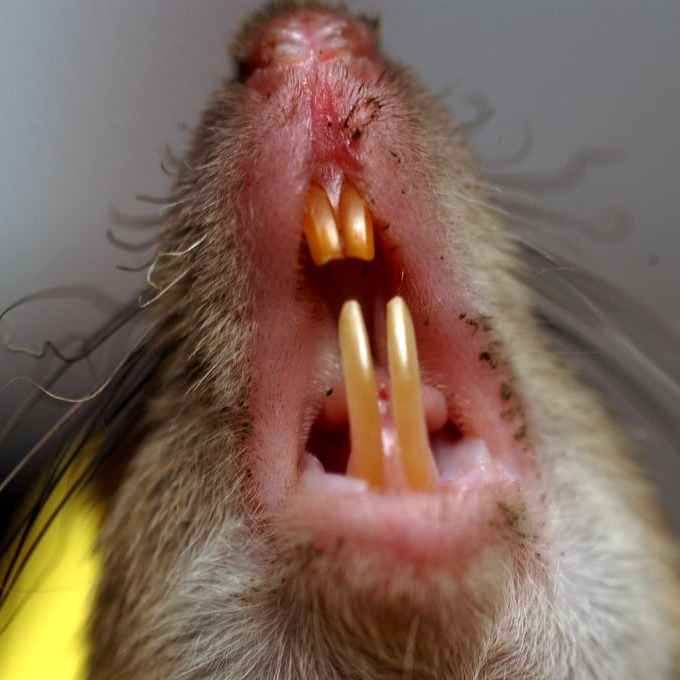 Дератизация крыс в Усть-Каменогорске?